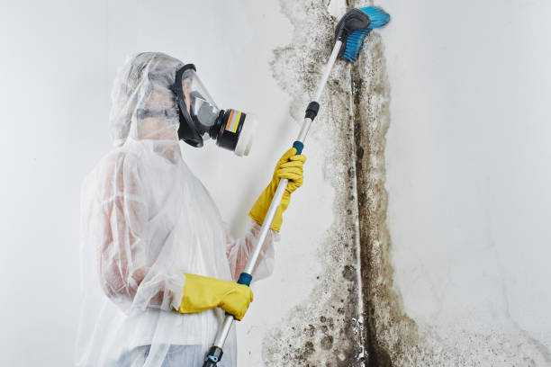 Best Water damage restoration near me  in Weston, NJ